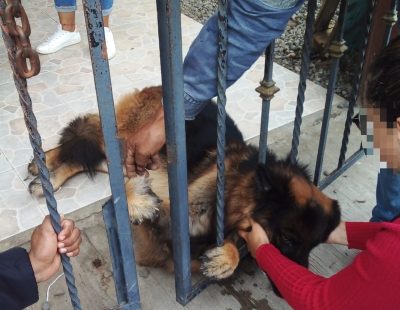 Personal de Bomberos rescata un perro atrapado en un portón metálico