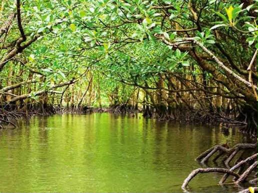 Manglares de Tuxpan